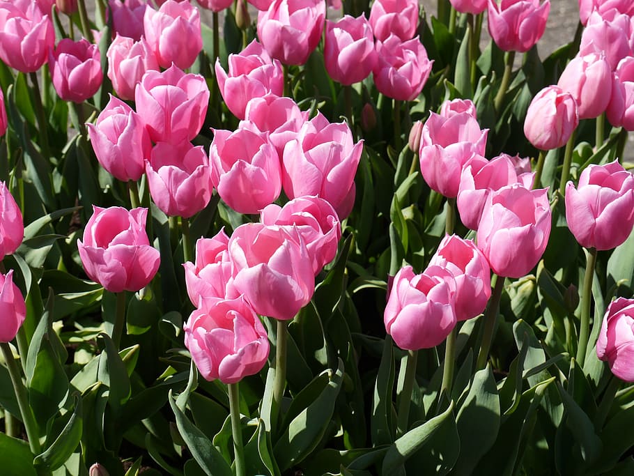 flower, fresh, natural, pink color, plant, nature, petal, fragility HD wallpaper