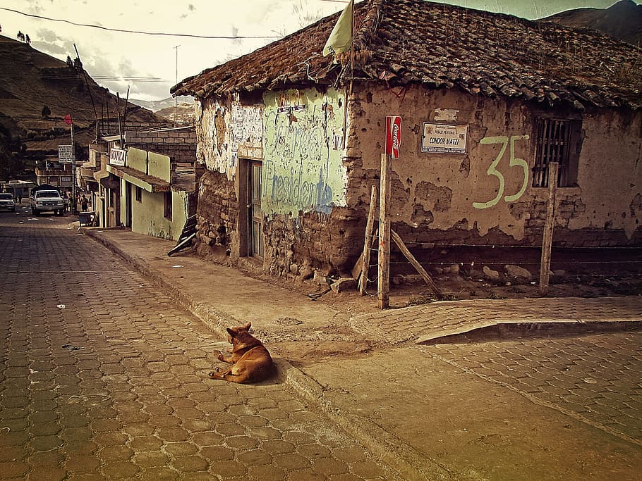 dog sits on floor beside house, ecuador, zimbaua, village, lonely, HD wallpaper