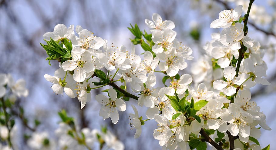 shallow focus photo of white blossom flower, spring flowers HD wallpaper