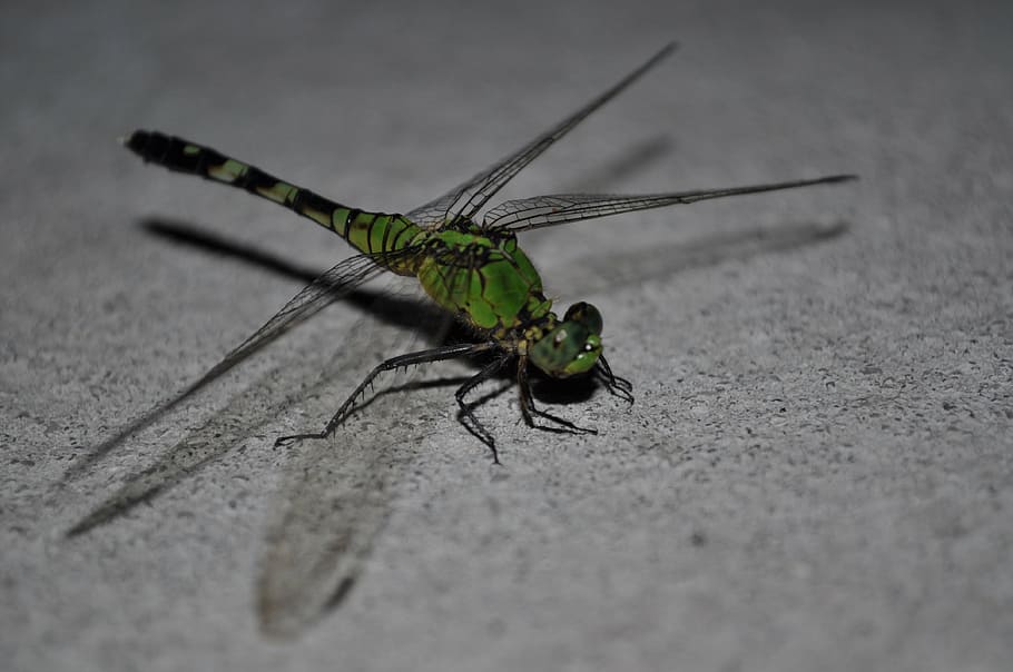 bug, dragonfly, insect, invertebrate, animal themes, animal wildlife HD wallpaper