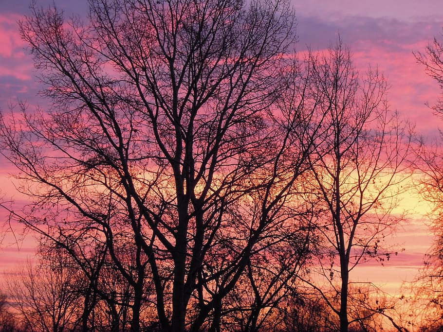 sunset, sky, clouds, dusk, colors, pink, purple, yellow, wood HD wallpaper