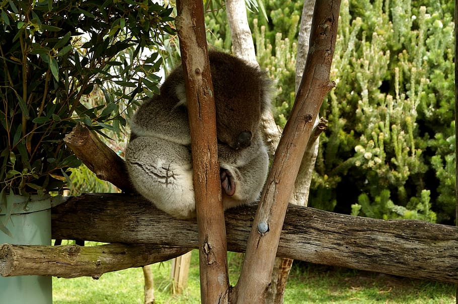 koala, tree, cute, eucalyptus, sleep, cuddly, aussie, animal, HD wallpaper