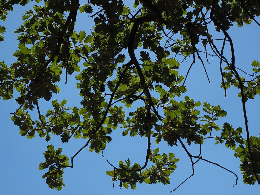 Oak, Leaves, Aesthetic, Branches, oak leaves, tree, fluff oak