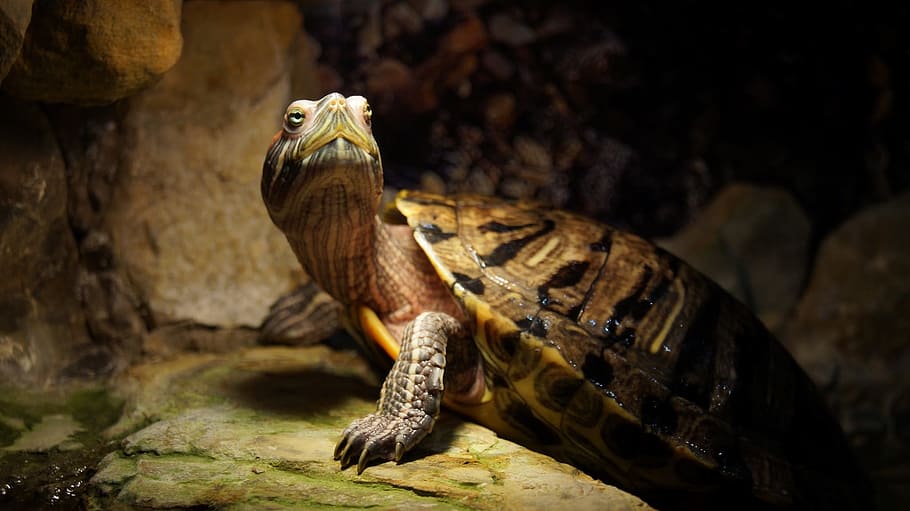 tortoise, animals, armor, turtle, krupnyj plan, animal themes HD wallpaper
