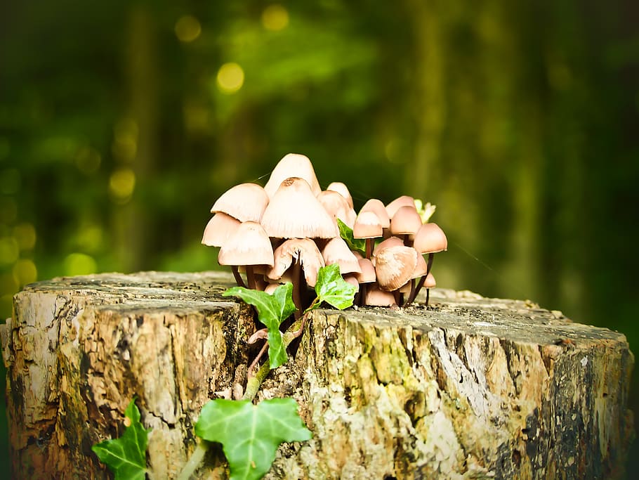 some macro, nature, log, forest, mushroom, wood, mushrooms HD wallpaper