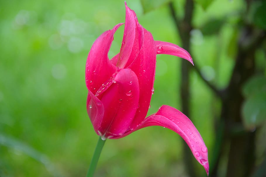 rain, spring, tulip, wet, green, plant, flowering plant, beauty in nature HD wallpaper