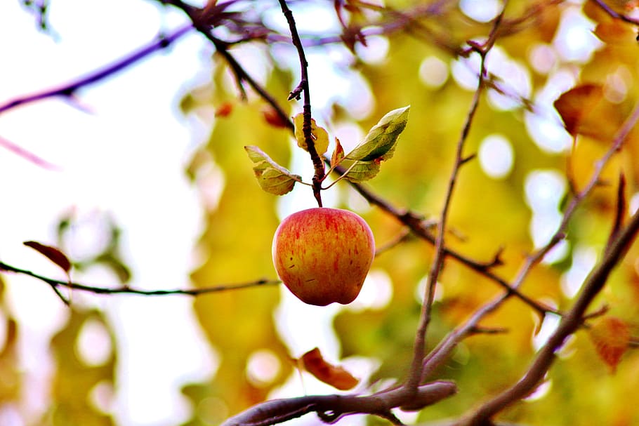 Apple, Green, Red, Fruit, Fresh, Healthy, nature, diet, sweet HD wallpaper