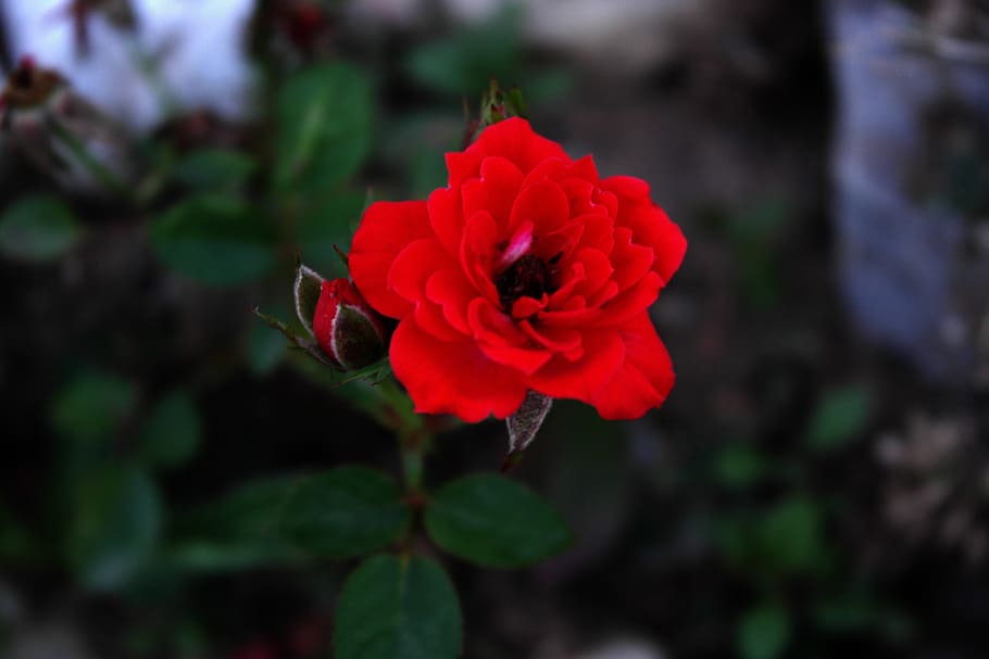 Love, Passion, rose, red, nature, flower, plant, petal, close-up HD wallpaper