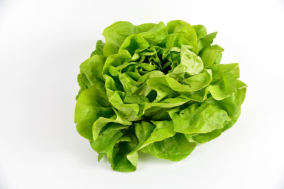 green lettuce, salad, vegetables, meals, vegetable garden, power