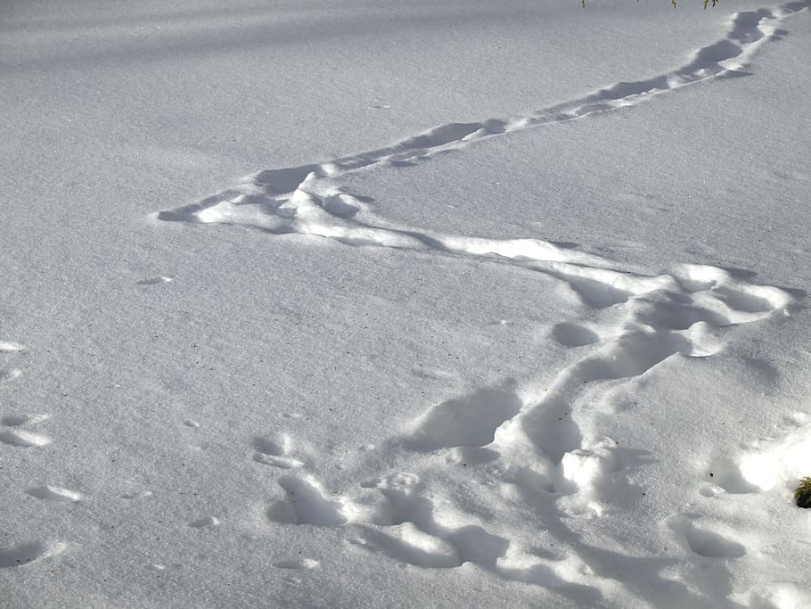 snowy, winter, ground, floor, land, tracks, marks, white, zing