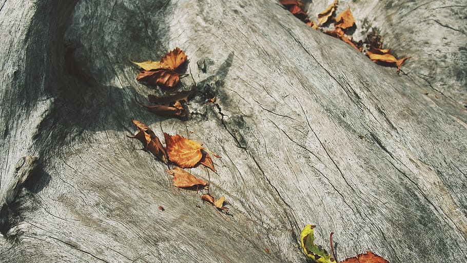 brown, gray, leaves, orange, wood, nature, wood - Material, animal HD wallpaper
