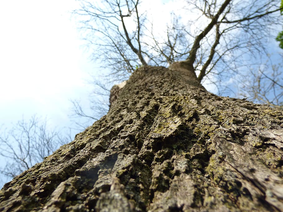 Tree, Bark, Wood, Structure, Oak, Nature, forest, log, tribe HD wallpaper
