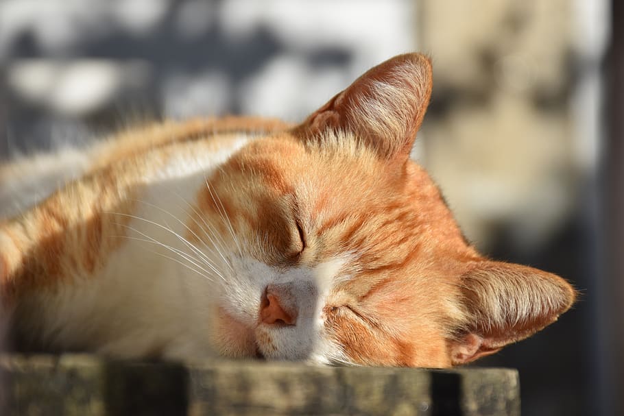 shallow focus photography of brown and white cat, sol, nature HD wallpaper