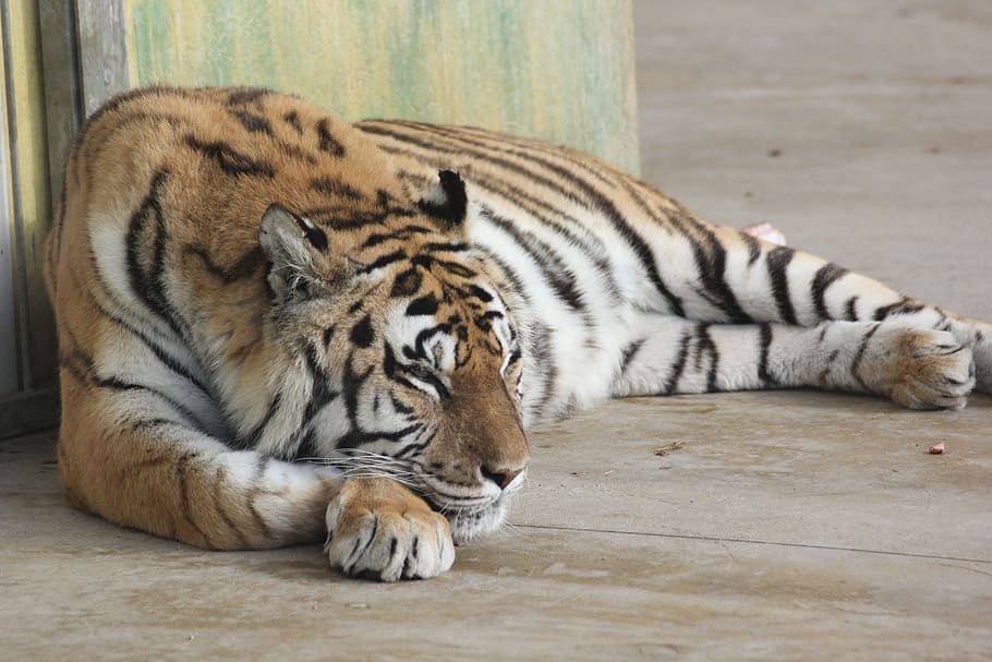 brown and black tiger lying on ground, animals, relaxation HD wallpaper