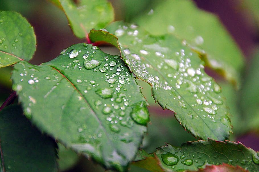 Dew, Foliage, Nature, Drop, Rime, in the morning, frost, green HD wallpaper