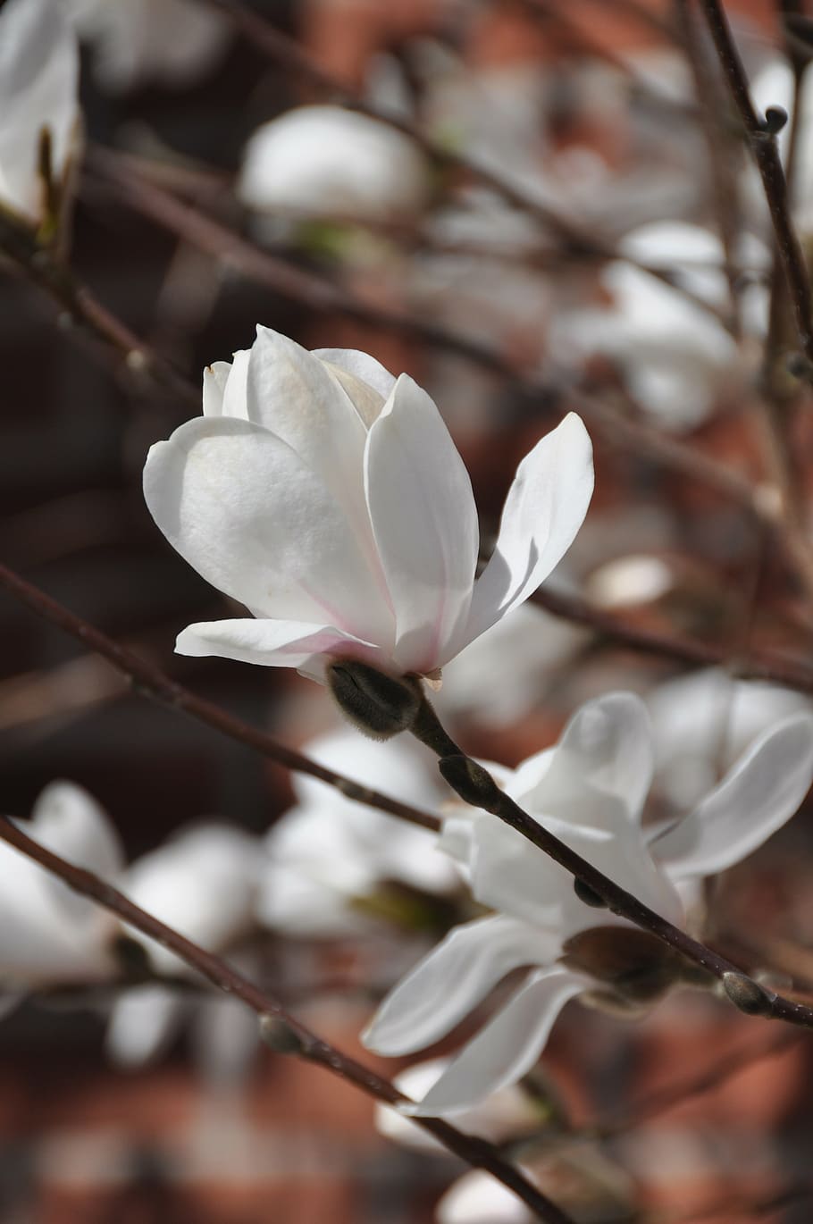 cherry blossom, white, spring, nature, garden, flower, park HD wallpaper