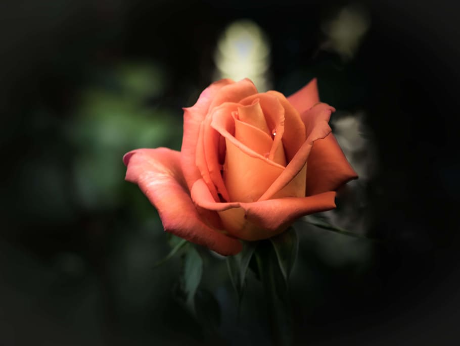 selective focus photography of red rose, flower, romantic, dew HD wallpaper