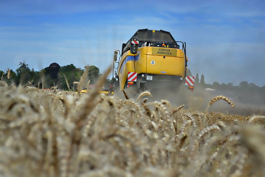 wheat, harvest, harvester, land, sky, nature, cereal plant HD wallpaper