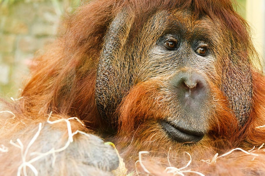 Orangutan great ape, photos, monkey, public domain, animal, primate, HD wallpaper