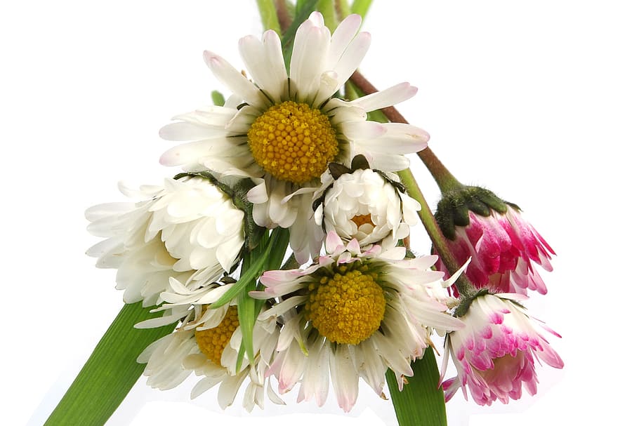 daisy, flower, spring, yellow, white, bright, bouquet, flowering plant HD wallpaper