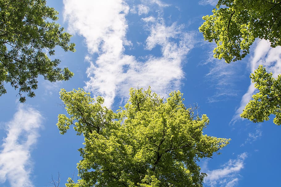 tree, sky, blue, clouds, looking up, on the meadow lie, spring HD wallpaper