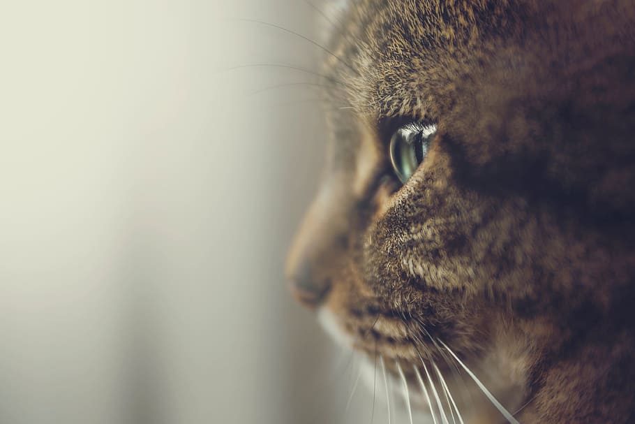 cat, pet, animal, one animal, mammal, animal themes, pets, domestic HD wallpaper