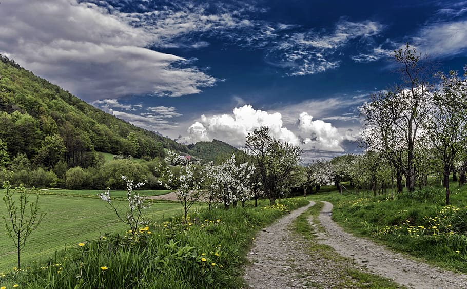 road in middle of grass field, spring, nature, landscape, plant HD wallpaper