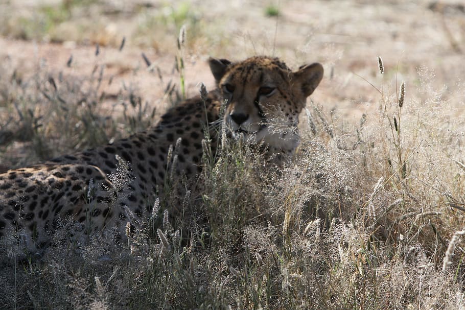 Cheetah, Predator, Namibia, Wild, Nature, wilderness, safari HD wallpaper