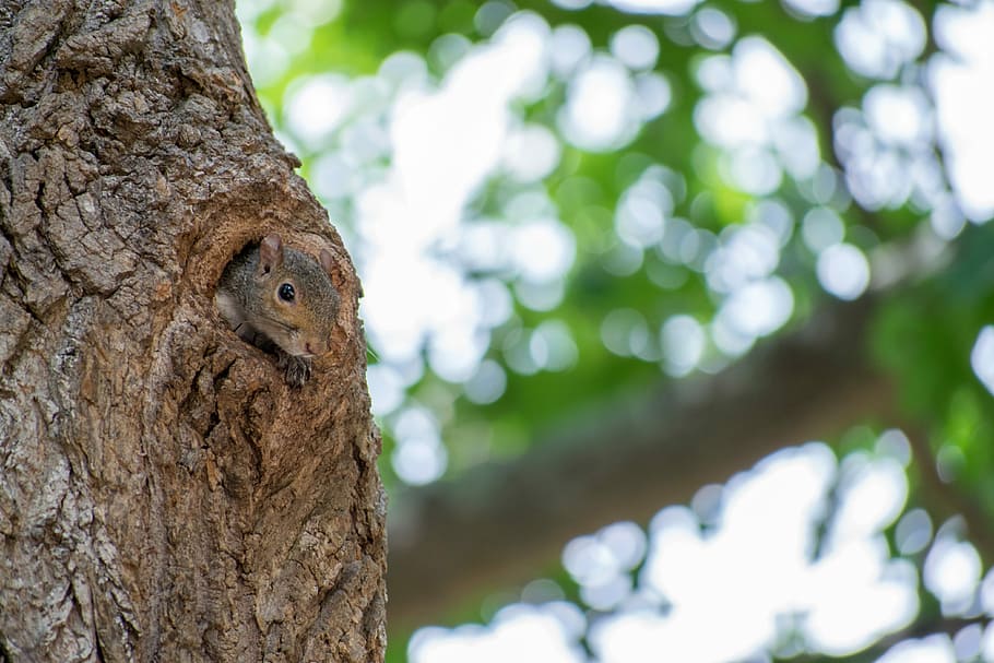 brown tree trunk, gray squirrel on tree during daytime, bark HD wallpaper