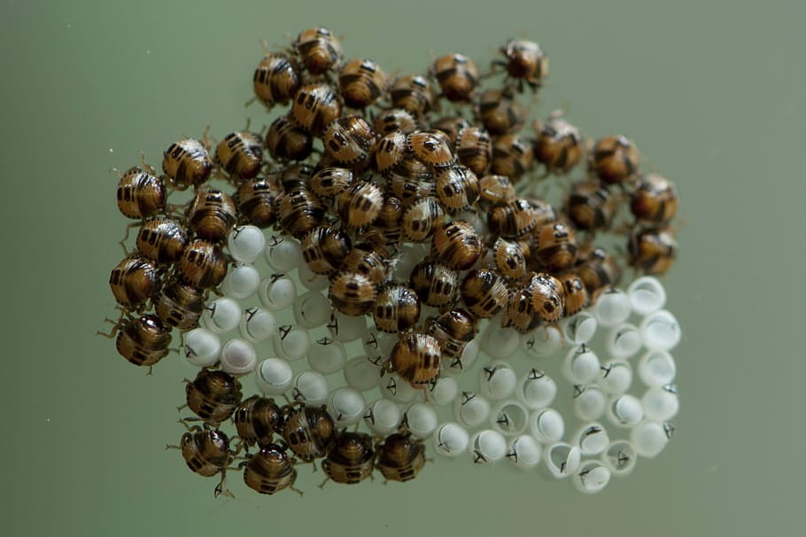 Stink Bug, Eggs, Hatched, Insect, studio shot, no people, colored background HD wallpaper