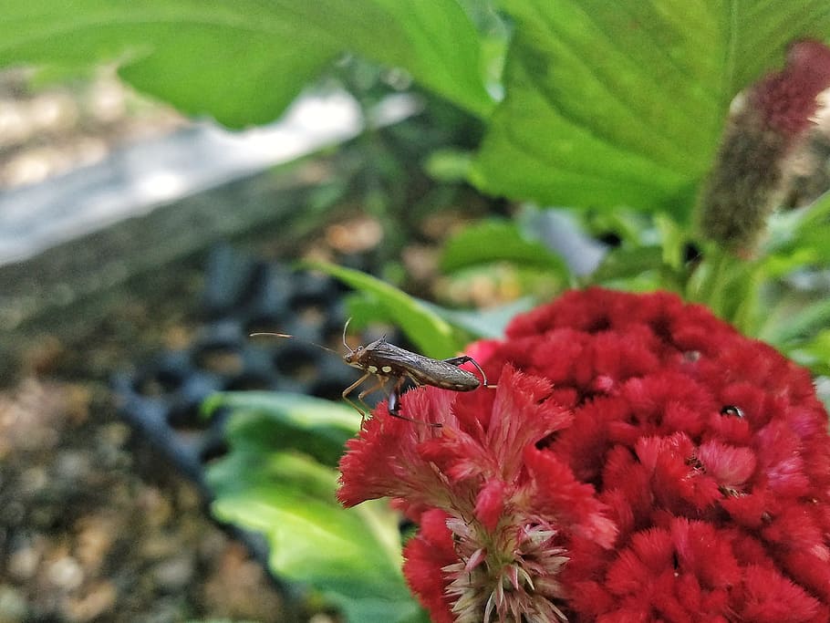 bug, red flower, nature, animals in the wild, flowering plant HD wallpaper