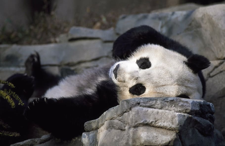 panda lying on stone, bear, zoo, cute, wildlife, china, asia HD wallpaper