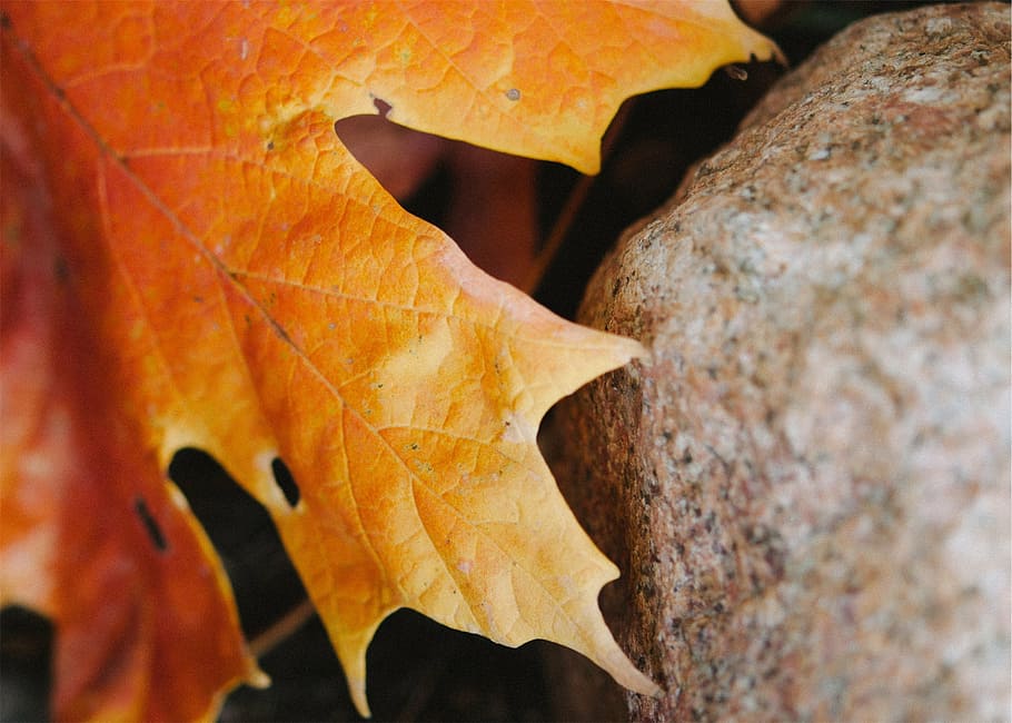 maple leaf, brown, autumn, fall, nature, orange, red, season HD wallpaper