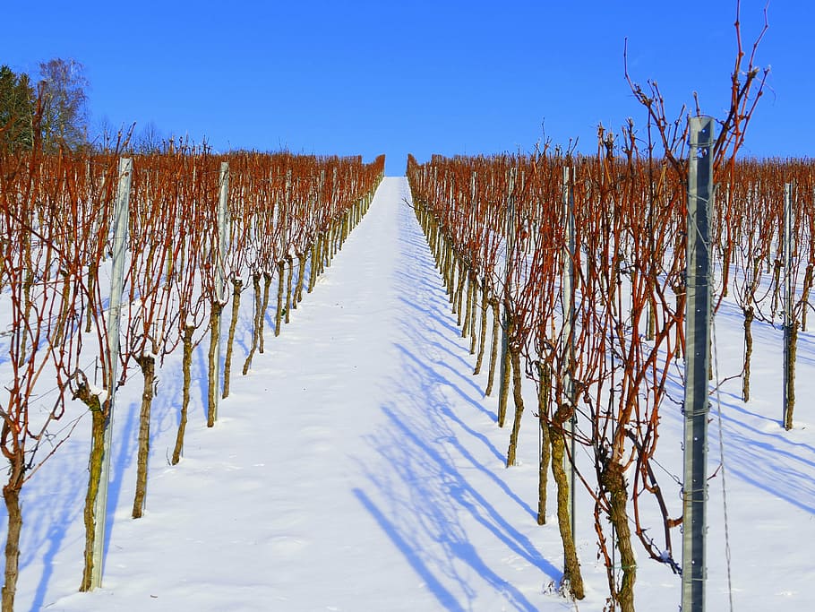 vineyard, winter, snow, wintry, white, landscape, snowy, cold temperature HD wallpaper