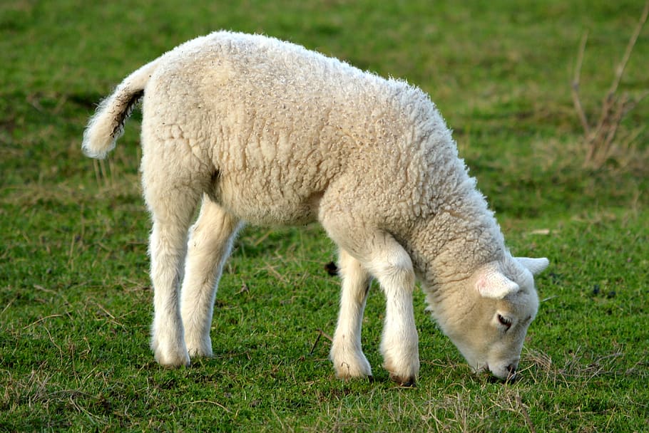 white lamb on eating grass, spring, nature, animal, sheep, wool HD wallpaper
