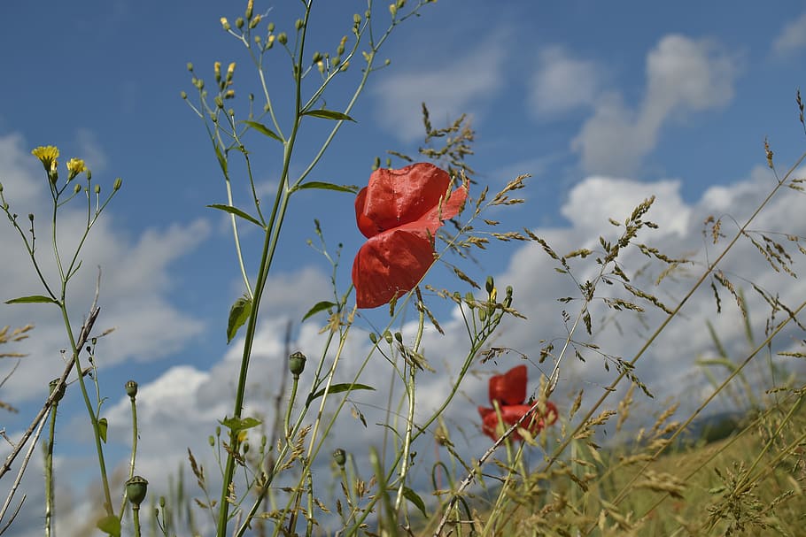 Close, Cereals, Clouds, Sky, klatschmohn, blue, red, plant HD wallpaper