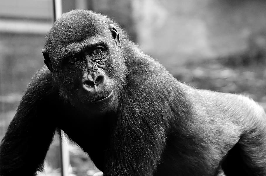 grayscale photography of gorilla, View, Dangerous, Monkey, Zoo HD wallpaper