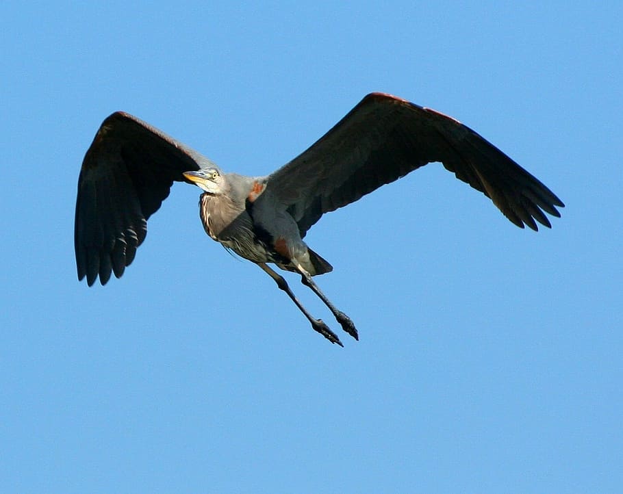 Great Blue Heron, Flying, Soar, Crane, water bird, wildlife, HD wallpaper