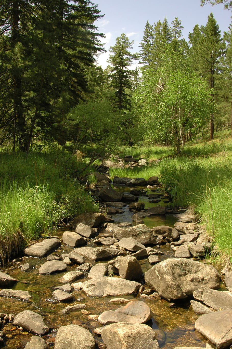 stream, brook, mountains, summer, green, trees, water, nature HD wallpaper