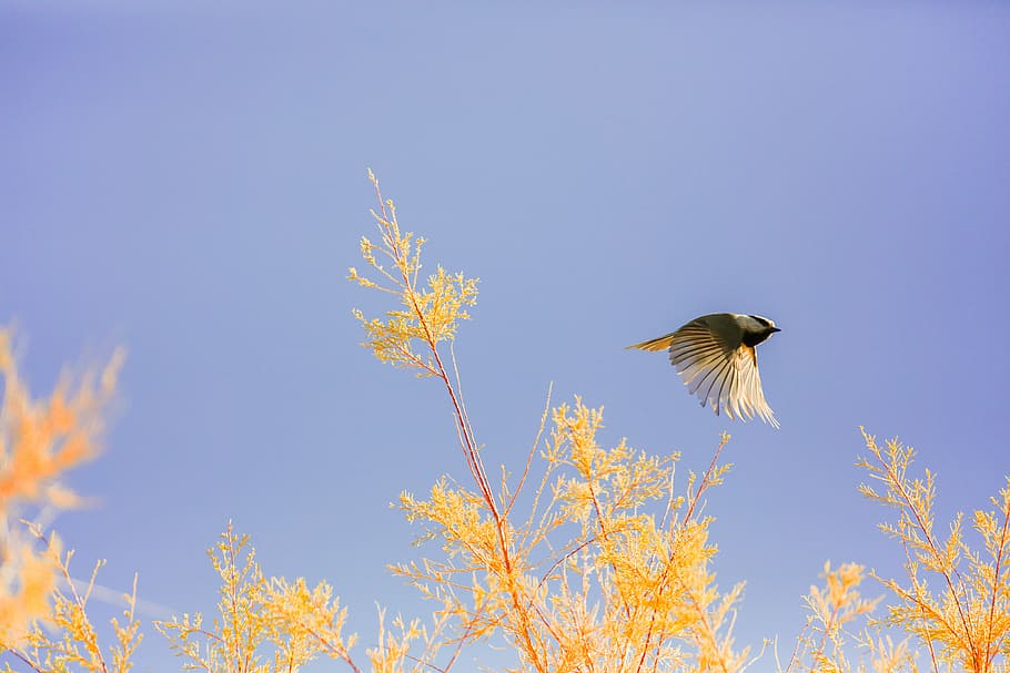 bird in flight over the plants, brown and yellow feathered bird flying above yellow flowers HD wallpaper