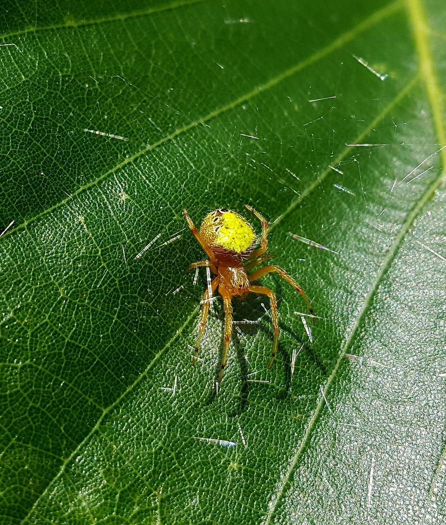 spider, orb weaver, web, silk, arachnid, creature, leaf, close up