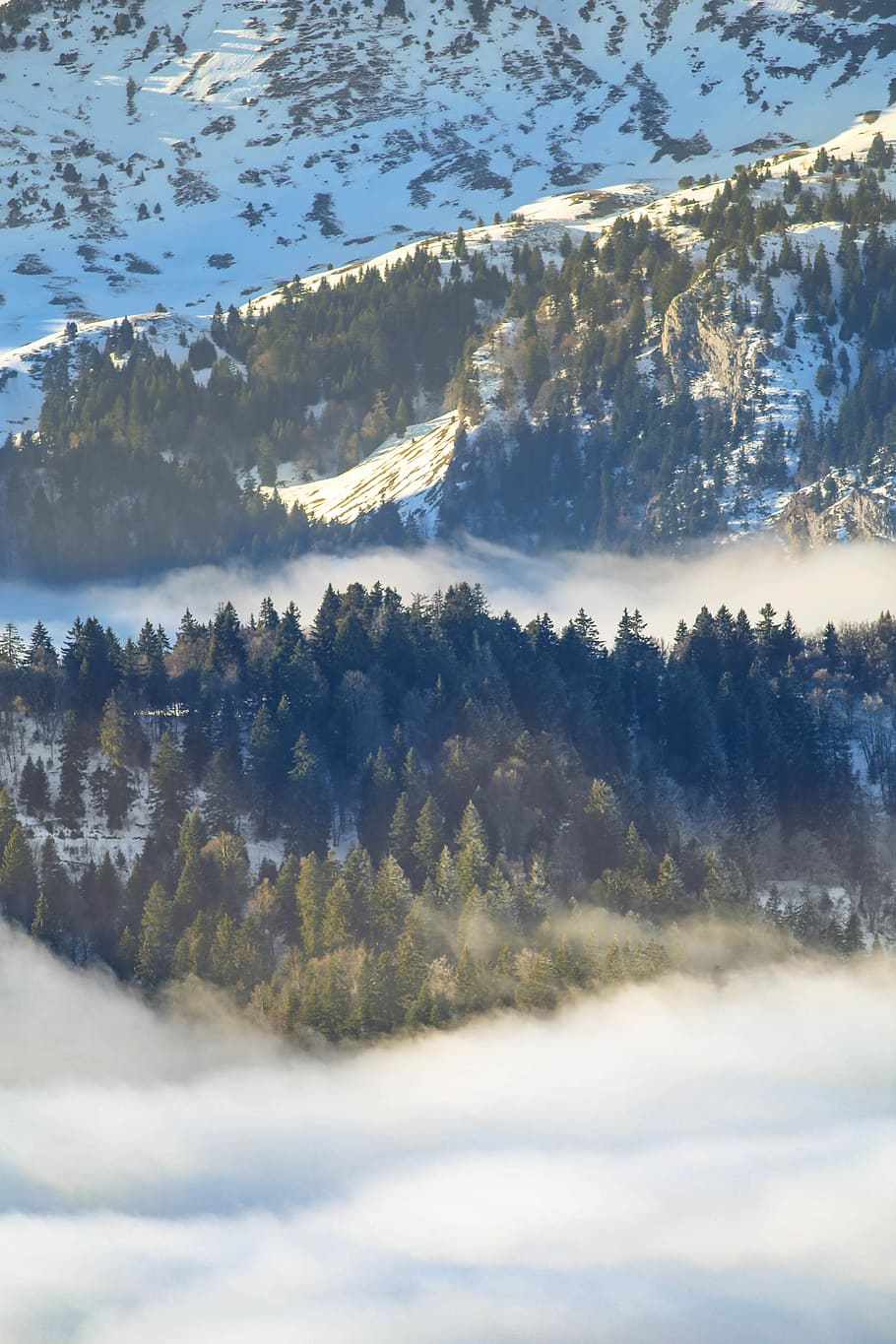 aerial photography of evergreen trees surrounded by snow and white clouds, forest covered by snow and fog HD wallpaper