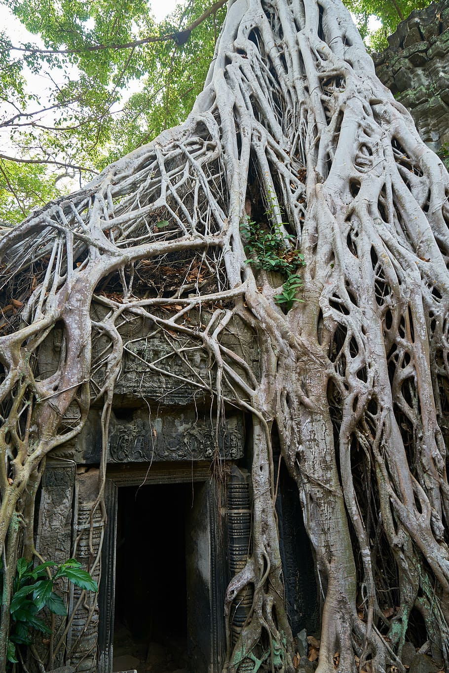 concrete building under tree, nature, plant, big, old, cambodia, HD wallpaper