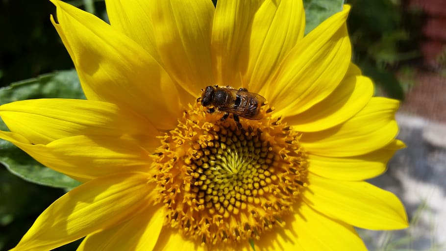 sunflower, summer, bug, nature, plant, sunny, blooming, color HD wallpaper