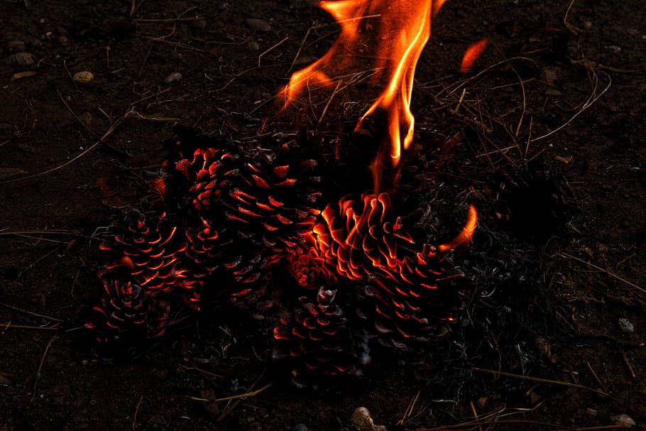flower on fire, burning grass, pine cone, forest, flame, woodland HD wallpaper