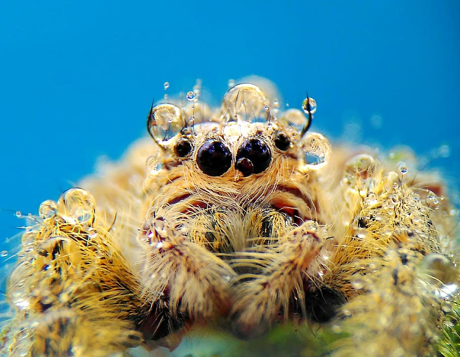 spider, macros, nature, wild, one animal, underwater, animal wildlife HD wallpaper