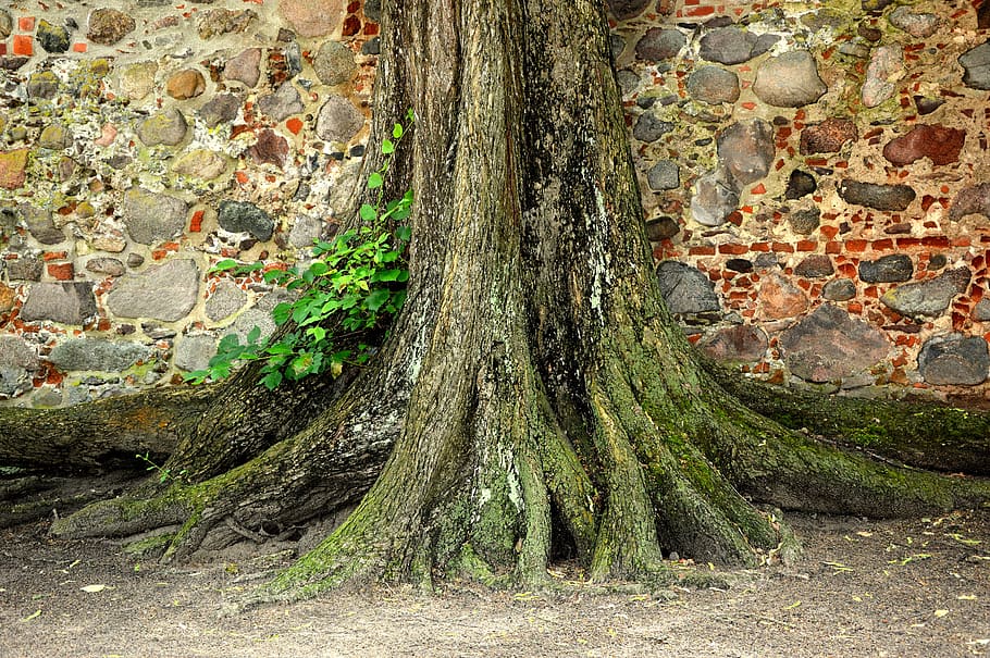 tree, log, root, wall, plant, growth, trunk, tree trunk, no people HD wallpaper
