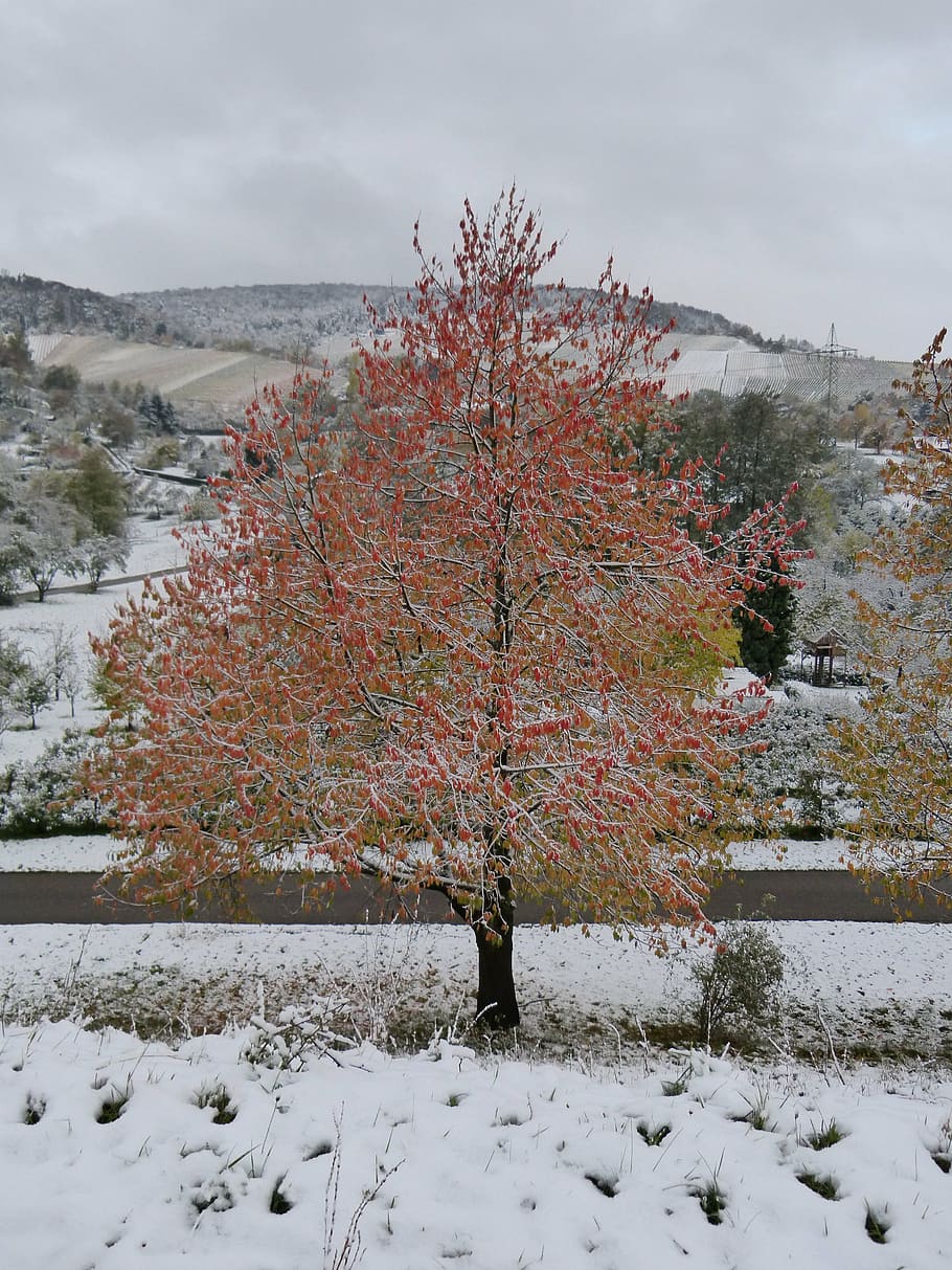 winter, winter blast, maple, tree, red, leaves, snow, autumn HD wallpaper