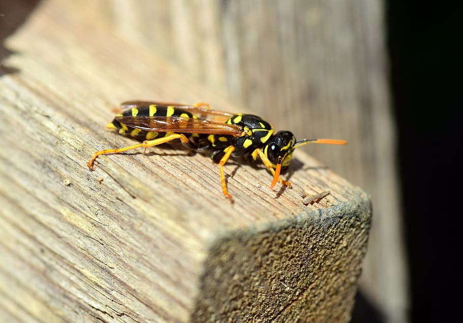 wasp, insect, close, nature, animal, wood, german wasp, sting HD wallpaper