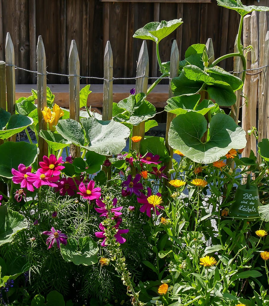 flowers, blossom, bloom, fence, fence lath, cottage garden, HD wallpaper